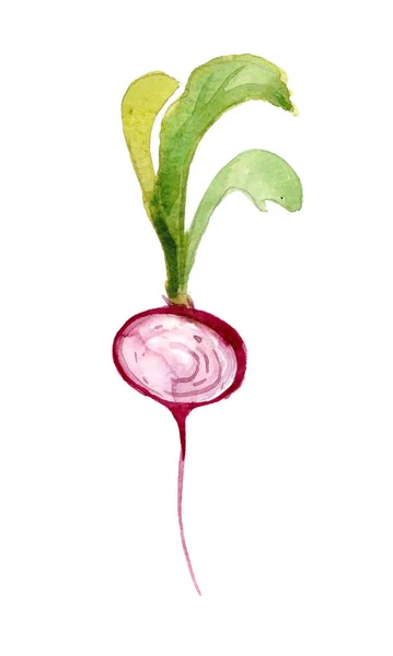 大根を水彩で描いた 手描き水彩イラスト野菜の — ストック写真