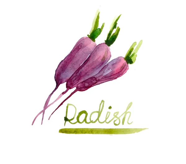 Rädisor Målade Akvarell Hand Dras Akvarell Illustration Vegetabiliska — Stockfoto