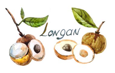 Longan suluboya içinde boyalı. tropikal meyve suluboya çizimi el çekilmiş. 