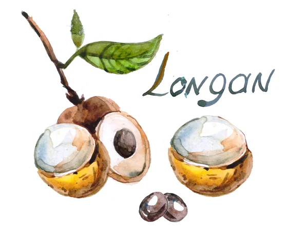 Longan Βαμμένα Ακουαρέλα Χέρι Που Ακουαρέλα Απεικόνιση Των Τροπικών Φρούτων — Φωτογραφία Αρχείου
