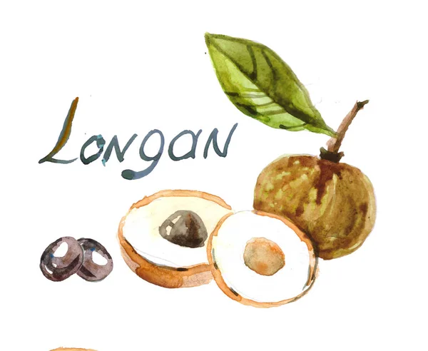 Longan Painted Watercolor Hand Drawn Watercolor Illustration Tropical Fruit — Stock Photo, Image