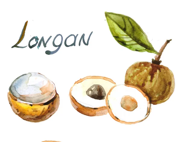 Longan Βαμμένα Ακουαρέλα Χέρι Που Ακουαρέλα Απεικόνιση Των Τροπικών Φρούτων — Φωτογραφία Αρχείου