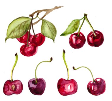 kiraz suluboya boyanmış. meyvelerin el çizilmiş suluboya Illustration. bir kesim kiraz, 