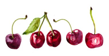 kiraz suluboya boyanmış. meyvelerin el çizilmiş suluboya Illustration. bir kesim kiraz, 