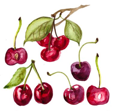 kiraz suluboya boyanmış. meyvelerin el çizilmiş suluboya Illustration. bir kesim kiraz, 