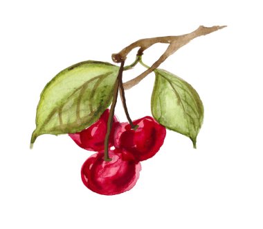 kiraz suluboya boyanmış. meyvelerin el çizilmiş suluboya Illustration. bir kesim kiraz, 