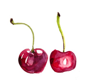kiraz suluboya boyanmış. meyvelerin el çizilmiş suluboya Illustration. bir kesim kiraz, 