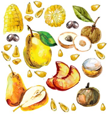 meyve ile el çizilmiş suluboya seti. armut, şeftali dilimleri, longan, longan bölümünde, Mısır koçanı, Mısır tahıl, kiraz, nar