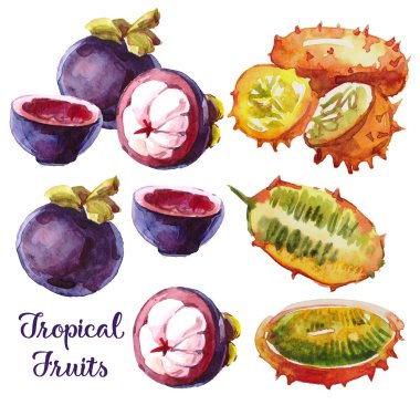 Tropikal meyveler ile suluboya seti. Mangosteen, bir kesim içinde salacca, menekşe arka planda longan