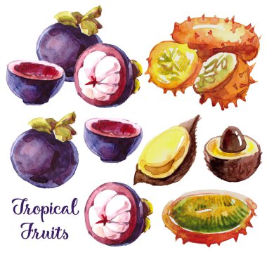 Tropikal meyveler ile suluboya seti. Mangosteen, bir kesim içinde salacca, menekşe arka planda longan