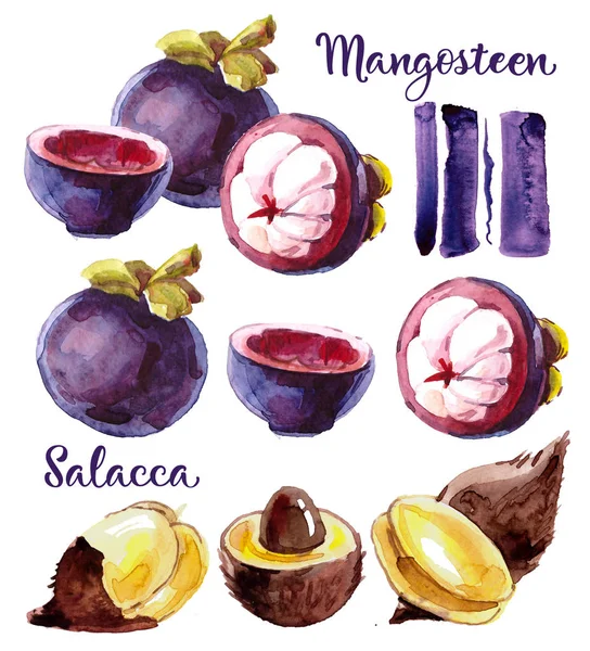 Akvarell Szett Trópusi Gyümölcsök Mangosteen Salacca Egy Vágott Longan Lila — Stock Fotó