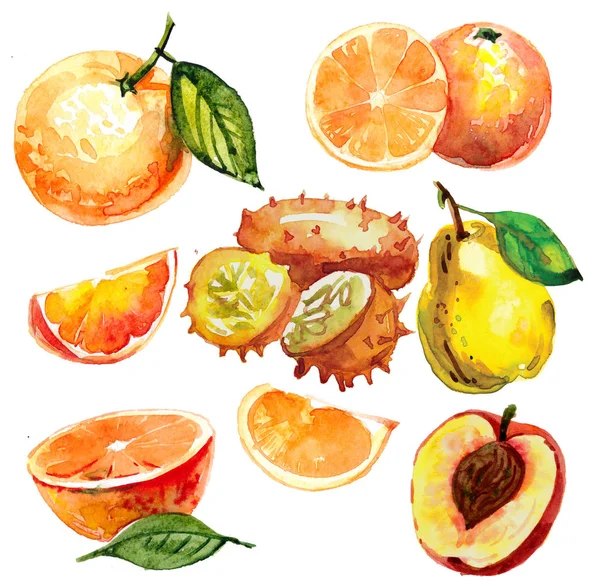 Akvarell Szett Trópusi Gyümölcsök Mangosteen Salacca Egy Vágott Longan Lila — Stock Fotó