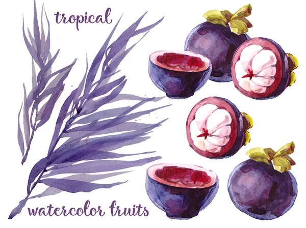 Acuarela Con Frutas Tropicales Mangostino Corte Con Manchas Acuarela Violeta —  Fotos de Stock