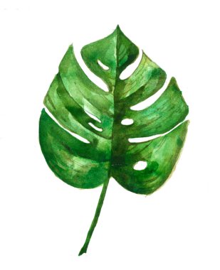 el boyaması yeşil tropikal yaprakları, suluboya tropikal, düğün kartı, satış alay. monstera, muz yaprağı, palmiye yaprağı