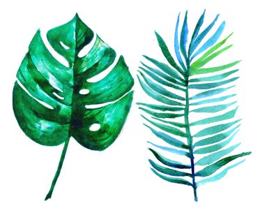 el boyaması yeşil tropikal yaprakları, suluboya tropikal, düğün kartı, satış alay. monstera, muz yaprağı, palmiye yaprağı