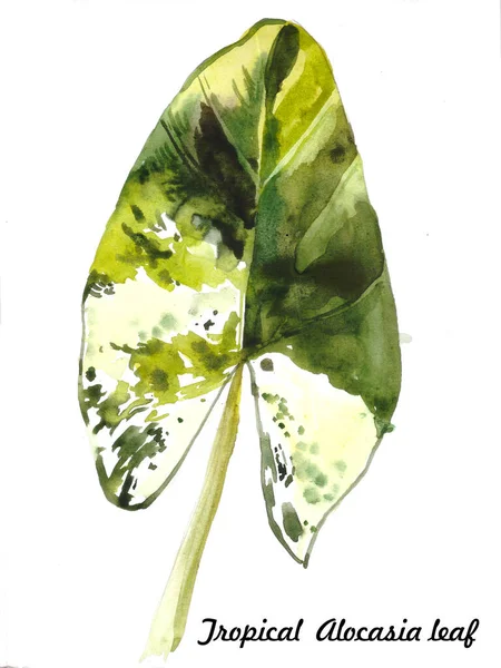 Handmålade Gröna Tropiska Löv Akvarell Tropiska Bröllopskort Försäljning Mock Alokasiablad Stockbild