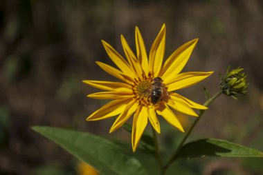 Arı sarı bir çiçek tozlaşma