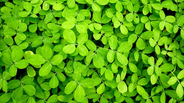 Yeşil yaprakları arka plan. Doku ve arka plan.