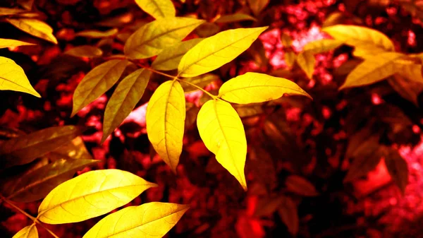 幻想中的黄色和红色叶子 — 图库照片