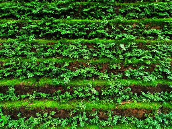 Tiny Green Leaves Wall Royalty Free Stock Photos