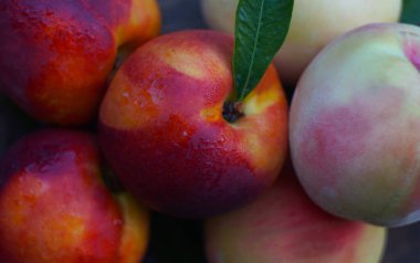                                  Su damlaları yumuşak, tüysüz şeftalilerin üzerine yığılır.
