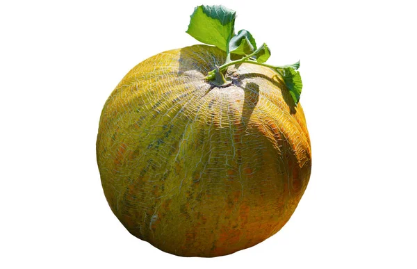 Yuvarlak sarı bir kavun beyaz arka planda durur.