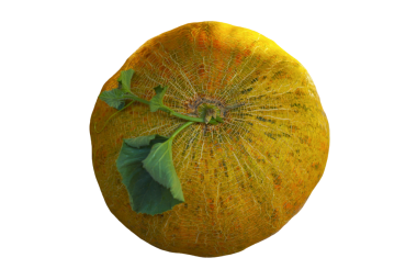 Yuvarlak sarı bir kavun beyaz arka planda durur.