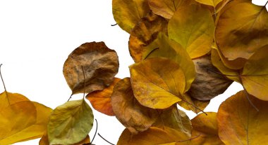 Sarı yapraklar beyaz arka planda yerde yatıyor.