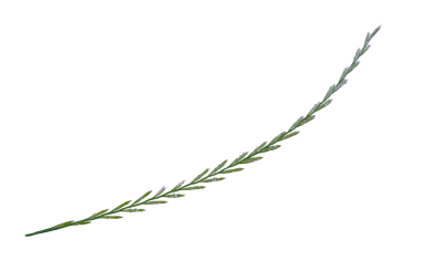 Beyaz arka planda filizi olan uzun bir arpa sapı.