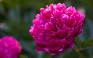                                Bahçede birçok gül açıyor..