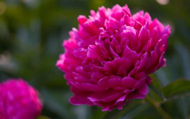                                Bahçede birçok gül açıyor..