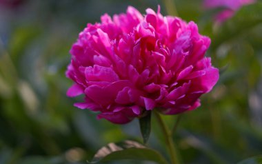                                Bahçede birçok gül açıyor..