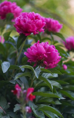                                  Bahçede birçok gül açıyor..