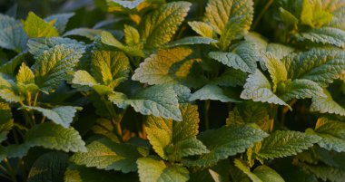                                Bahçede, Melissa gün ışığında parlıyor.