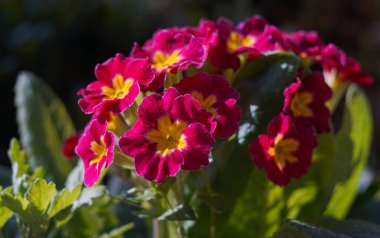                                Küçük kırmızı çiçekler çimenlerin arasında çiçek açtı.