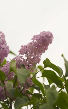                                       Bahçedeki siren ağacı çiçek açtı..  