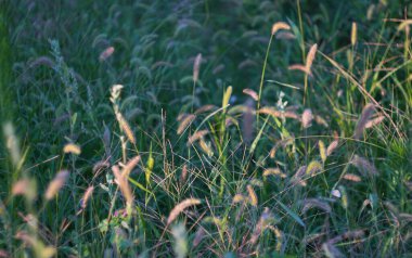                                Tarladaki kalın otların kulakları vardır..