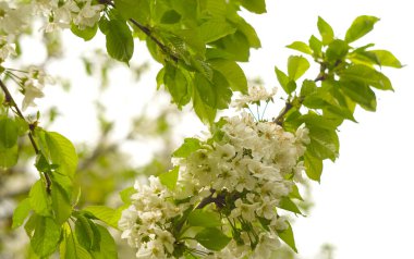                                Bahçedeki kiraz ağacının dallarında beyaz çiçekler var..