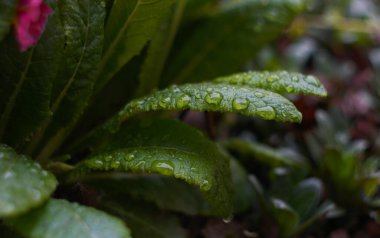                                Su damlacıkları bahçedeki bir bitkinin yaprağında parlıyor.