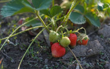                                Çilek tarlasında, çilekler olgunlaşıyor ve yaprakların altında sallanıyor..