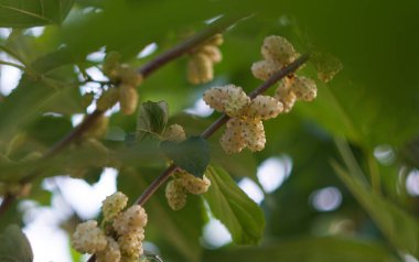                                Dut dalının yapraklarının arkasında beyaz dutlar asılı.
