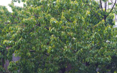                                Kiraz ağacı dalları ve yapraklarıyla tüm alanı kapladı..