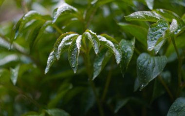                                Yağmurdan sonra, su damlacıkları bitkinin yapraklarında görünür..