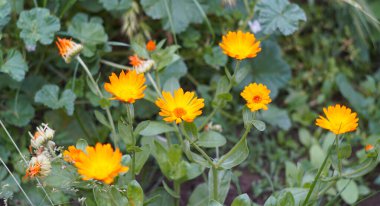                                In the garden, a yellow flower in the middle is fully open.