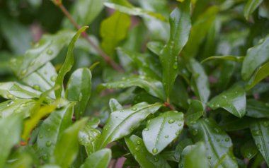                                Raindrops sparkle on green pomegranate leaves