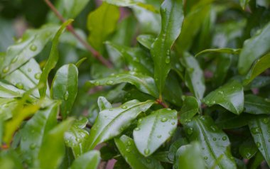                               Raindrops sparkle on green pomegranate leaves
