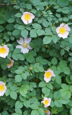                         Rose branches and leaves covered the entire space.          