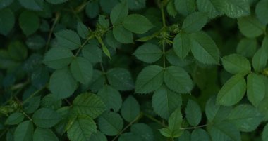                                Rose branches and leaves covered the entire space.