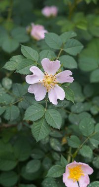                                  Rose branches and leaves covered the entire space.    