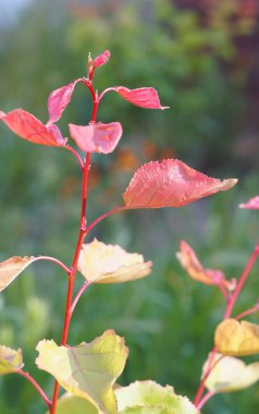 In autumn, the leaves of the apricot tree turn yellow and red.